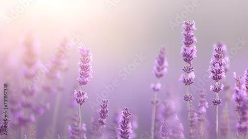 Tranquil lavender fields, minimalist