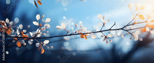 a branch of trees with white flowers in the spring