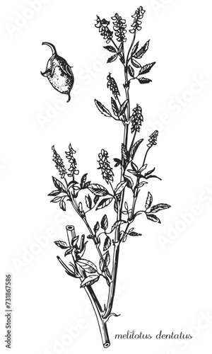 Melilotus dentatus. Black and white melilotus hand drawing. Vector modern vintage botanical illustration of melilotus altissimus with flowers, leaves. Medicinal natural herb. Sweet clover