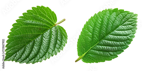 Strawberry Leaf Set Isolated on Transparent or White Background, PNG