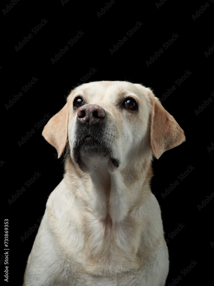 A Labrador Retriever dog gazes upwards, showcased against a stark black backdrop, exuding curiosity A Labrador Retriever dog gazes upwards, showcased against a stark black backdrop, exuding curiosity