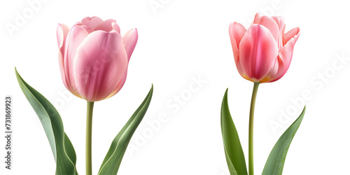 Pink Tulip Flower Set Isolated on Transparent or White Background, PNG