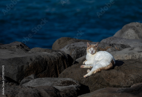 Wild Orange and White Cat Sunning on Black Rocks with the Ocean in the Background.
