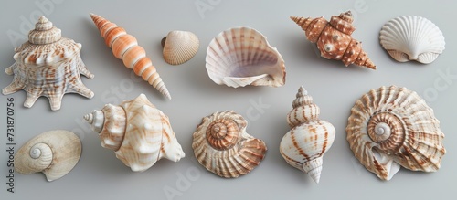 Various sea shells of different shapes and sizes