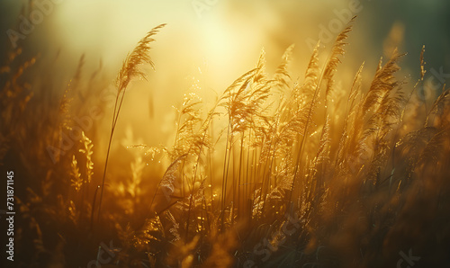 Close up meadow with golden herbal wheat on a blurred background. Clearing with wild grass, ears and wildflowers on sunset. Natural pastoral rural landscape. Sunny summer or autumn nature banner.  photo