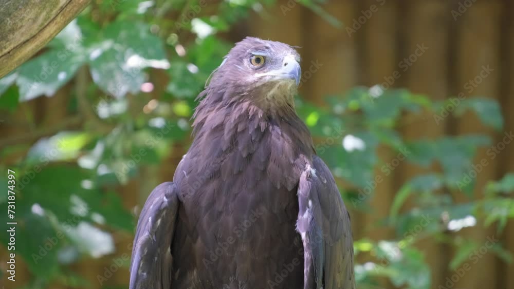 Bird perched, staring: Accipitridae, water, beak, feather, plant Bird perched, staring: Accipitridae, water, beak, feather, plant
