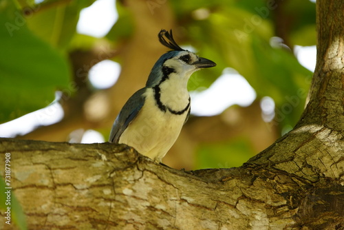 The white-throated magpie-jay (Calocitta formosa) is a large Central American species of magpie-jay. Costa Rica. photo