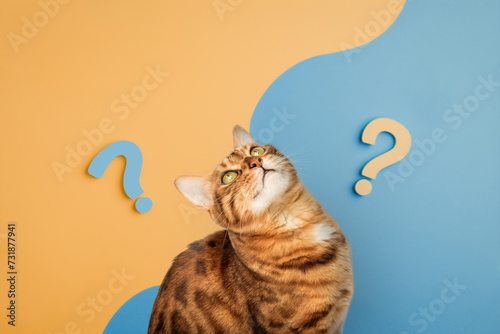 Cute curious cat with question marks