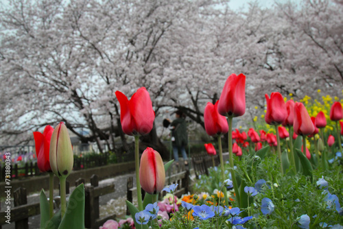 Cherry full blossom  tulip beautiful walk way Kashihara Nara Japan in cool day