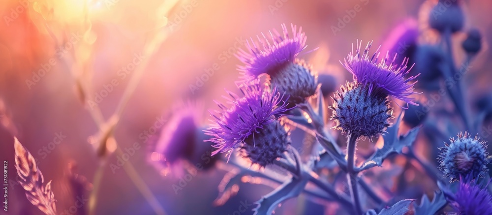 A macro photograph showcasing the vibrant purple petals of a flowering plant against a stunning sunset backdrop. A macro photograph showcasing the vibrant purple petals of a flowering plant against a stunning sunset backdrop.