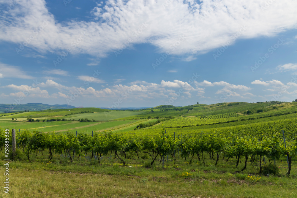 Vineyards under Palava,  Southern Moravia, Czech Republic