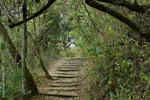 Escalones en el bosque.