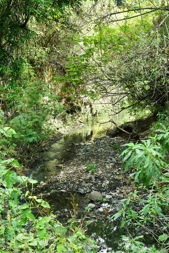 Riachuelo natural en la selva Guatemalteca. Toma Vertical.