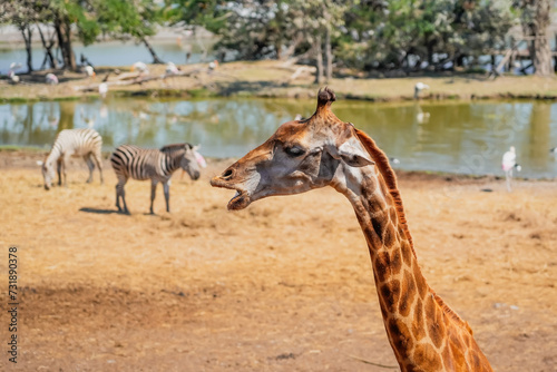 Neck and head of a giraffe close-up  zebras at a watering hole near lakes in a national park  wild animal habitat.