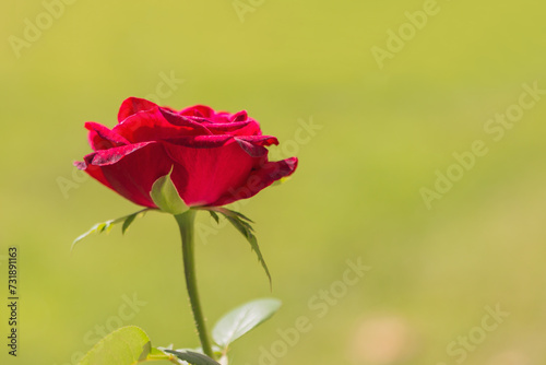A dark red rose flower while blooming on the background of a blurred yellow green lawn. Daylight, a symbol of the transience of beauty in nature