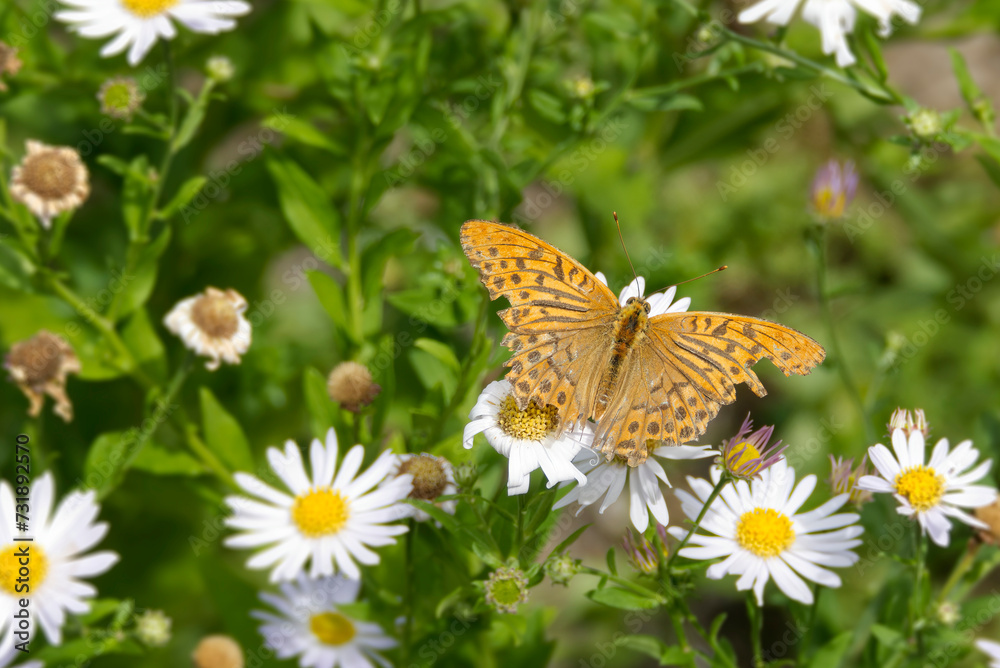 Silver-washed Fritillary butterfly (Argynnis paphia) sitting on a daisy in Zurich, Switzerland Silver-washed Fritillary butterfly (Argynnis paphia) sitting on a daisy in Zurich, Switzerland
