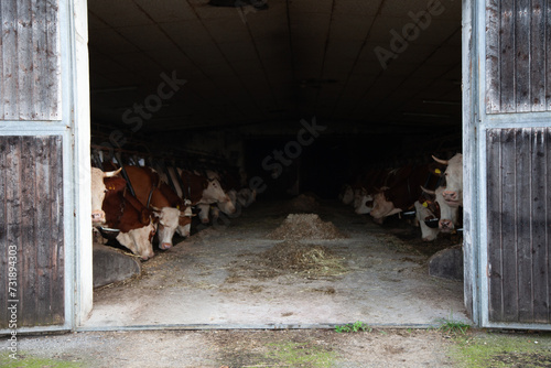 A herd of cows is lined up inside the barn, their sturdy frames filling the space with peaceful presence.