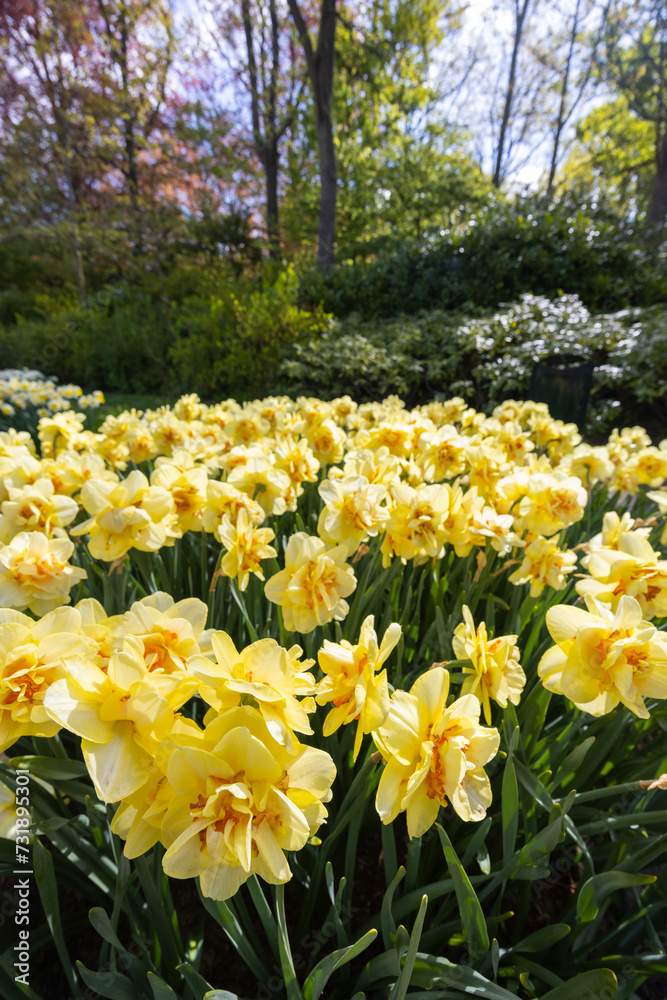 Obraz premium Narcissus jonquilla, rush narcis or jonquil, Keukenhof flower garden, Lisse, Netherlands