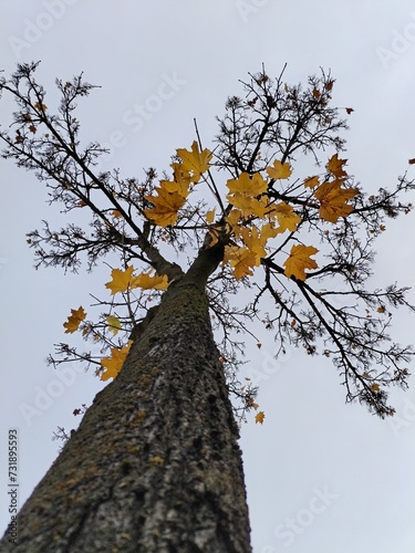 Acer saccharum, the sugar maple or rock maple tree in autumn