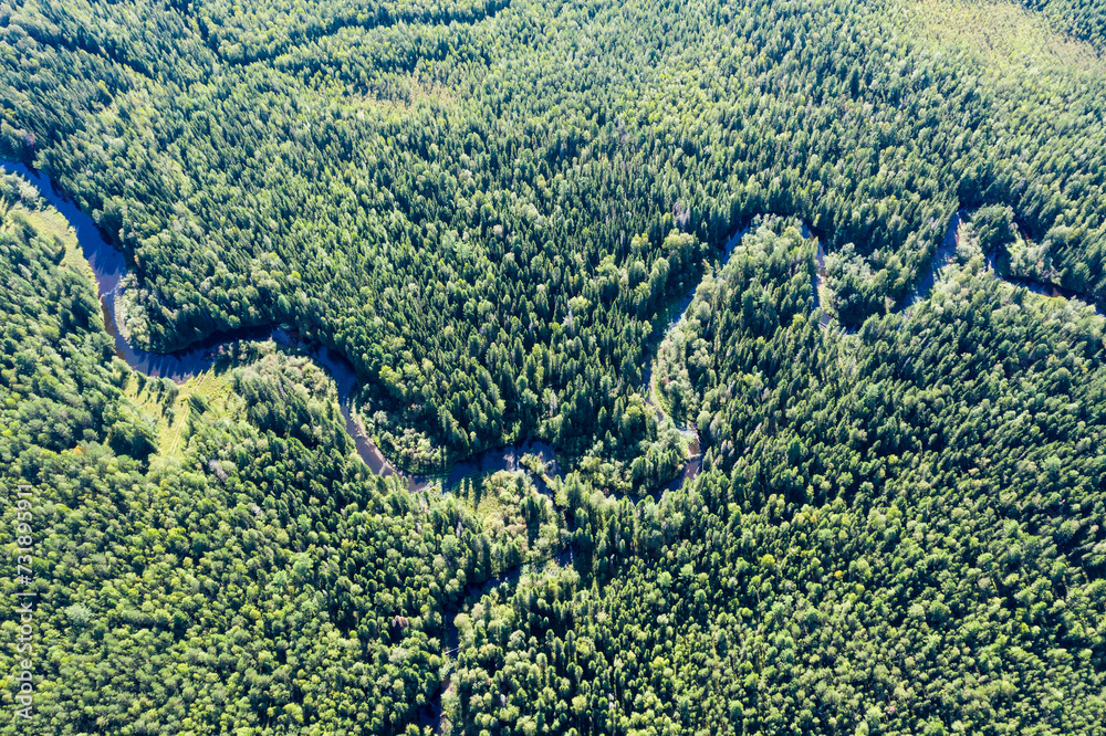 Forest with a winding river. Aerial photography with a drone.