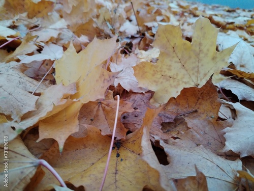 A scattered assortment of fallen, crinkled leaves of rock maple tree