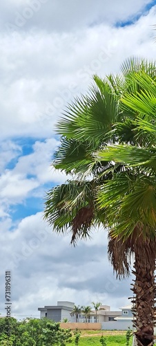 Sunny day with clouds and a palmtree