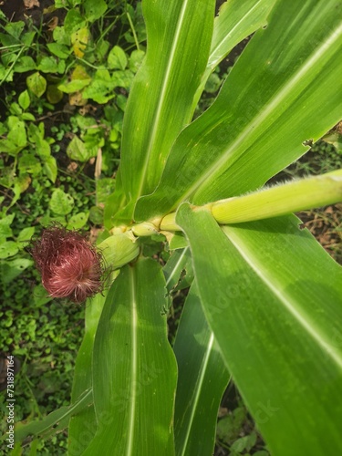 a close up of a corn plant showing node,ear,leaves and stalks