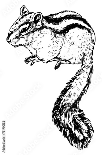 Chipmunk - hand drawn vector illustration