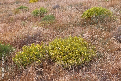 Ononis natrix flower clumps in Portugal