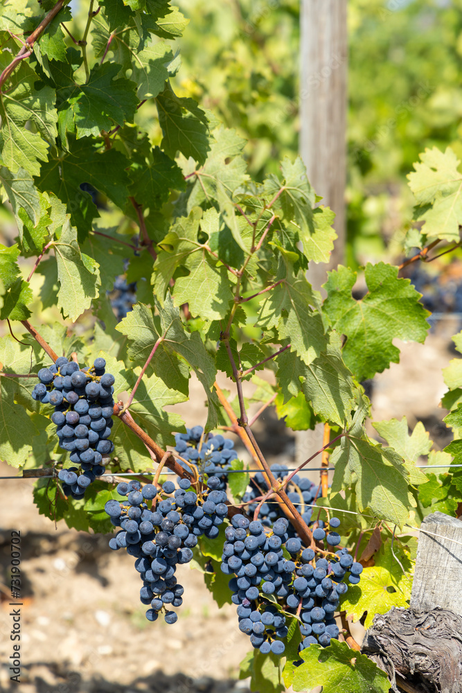 Vineyards with Merlot near Chateau Dauzac, Margaux, Medoc, Bordeaux, Aquitaine, France