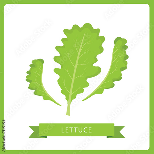 Green Lettuce veggetable vector illustration isolated on white background. photo