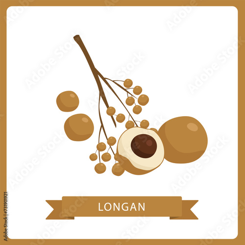 Longan fruit whole and sliced vector illustration isolated on white background.