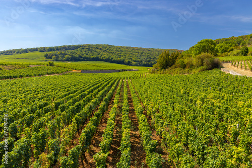 Typical vineyards near Clos de Vougeot, Cote de Nuits, Burgundy, France