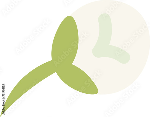 Camellia sinensis, the tea plant budding flower, flower bud
