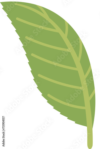 Camellia sinensis, the tea plant mature leaf
