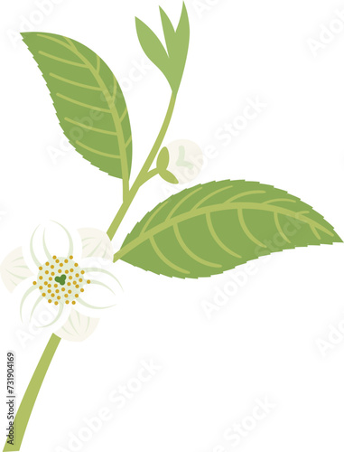 Camellia sinensis, the tea plant branch with flower and leaf