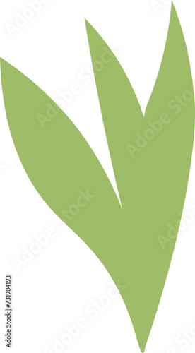 Camellia sinensis, the tea plant young leaf, leaf bud