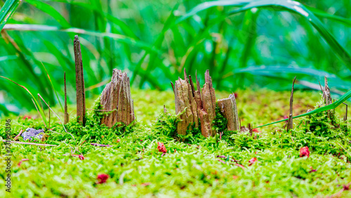Moss. summer. macro photography. stump. life. Forest. Grass. World.