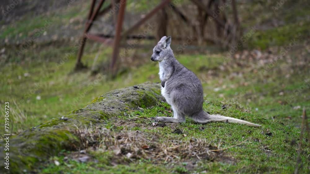 Video of Dusky Pademelon in zoo Video of Dusky Pademelon in zoo