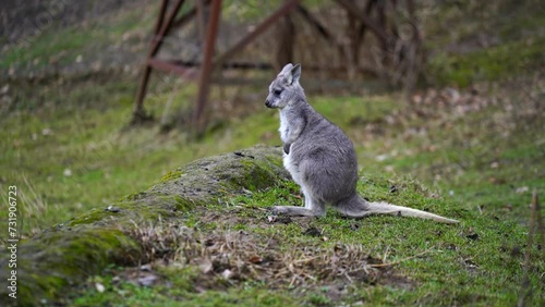 Video of Dusky Pademelon in zoo photo