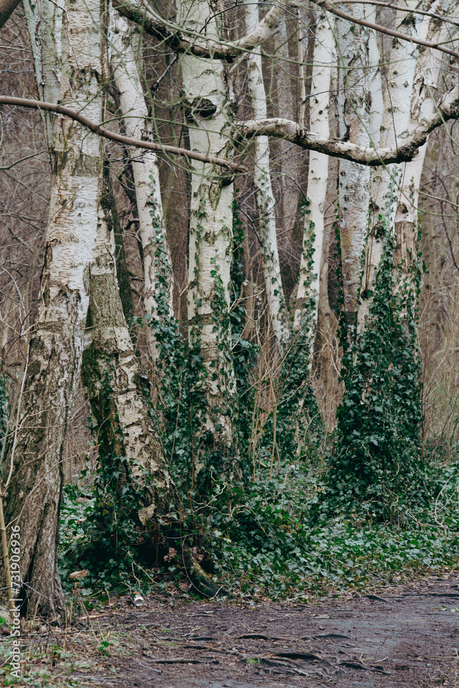 Naklejka premium birch tree trunks in forest with green foliage