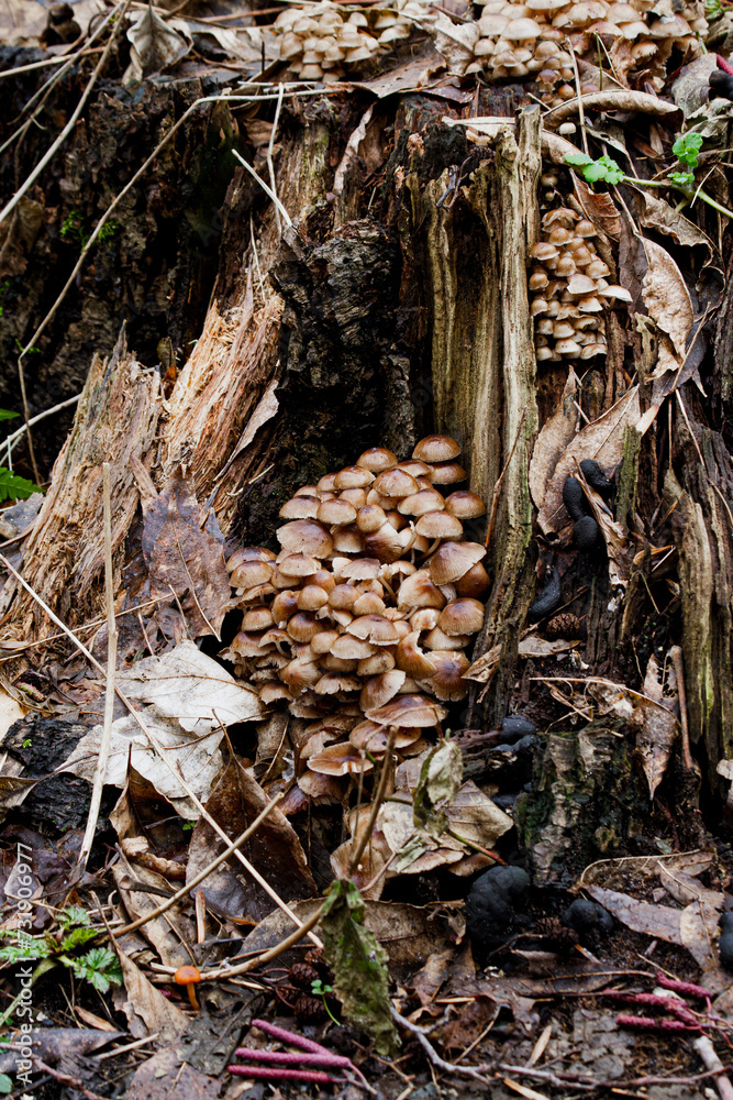 Mushrooms growing on a stump in the forest. Selective focus. Mushrooms growing on a stump in the forest. Selective focus.