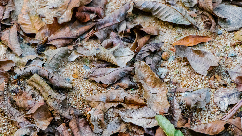 dried leaves on the ground background texture 