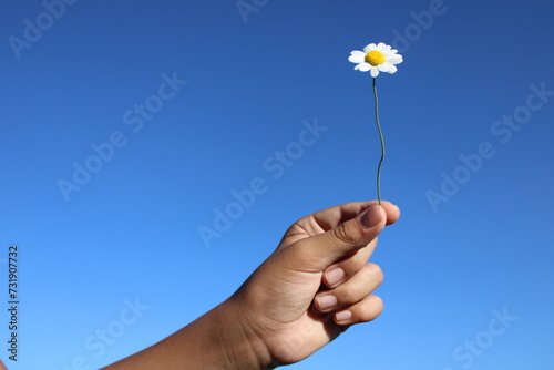 daisy flower in a man's hand. A hand holds a daisy in front of a blue sky.
