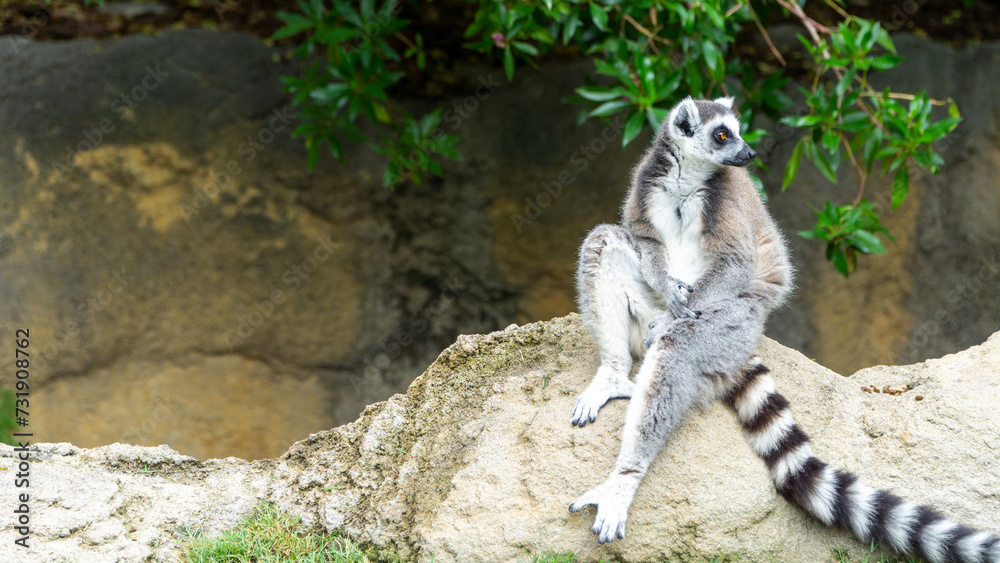 Fototapeta premium ring tailed lemur sitting on the ground