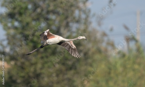 greater flamingo in flight over the lagoon of delta ebro river	