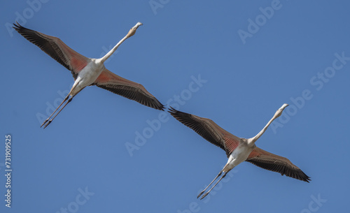 greater flamingos in flight over the lagoon of delta ebro river	