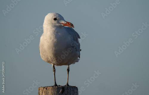 Audouin's Gull on the trunk in the ebro delta beach	