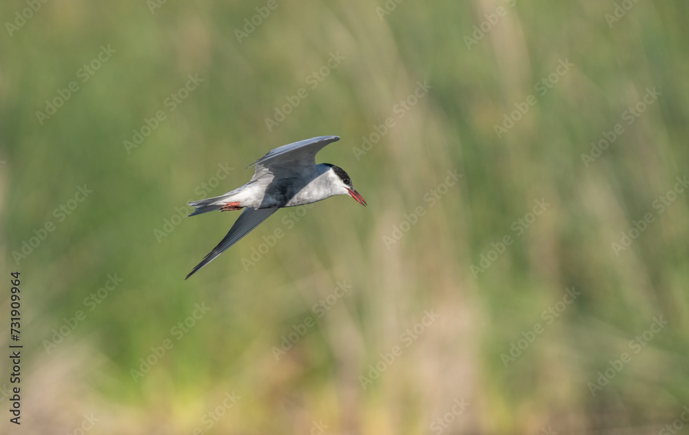 Obraz premium whiskered tern in flight over the lagoon 