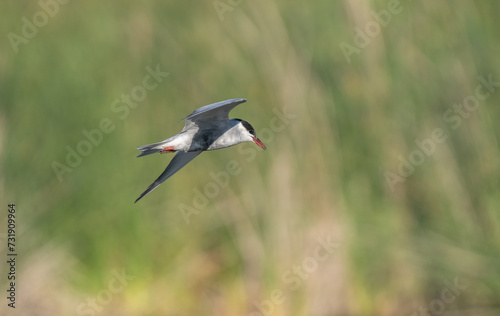 whiskered tern in flight over the lagoon  © ezequiel